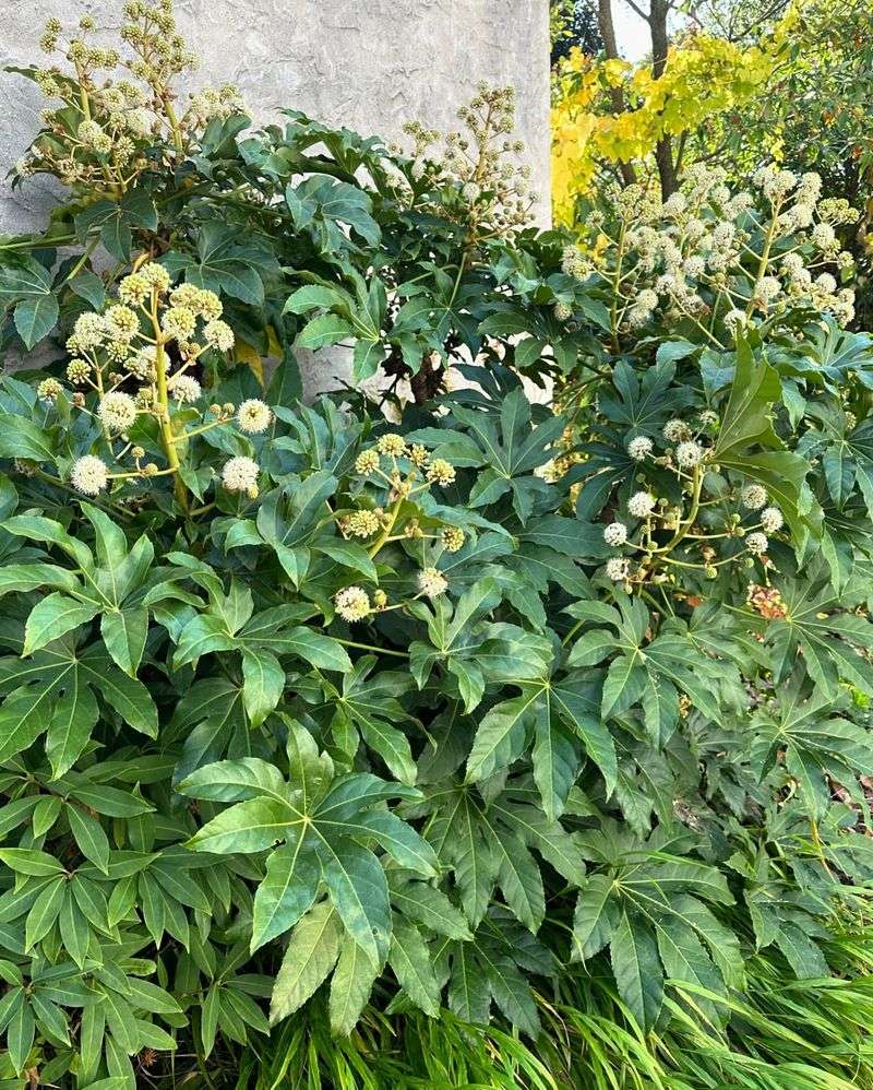 Fatsia Japonica