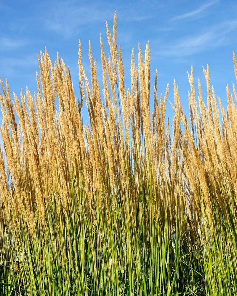 Feather Reed Grass