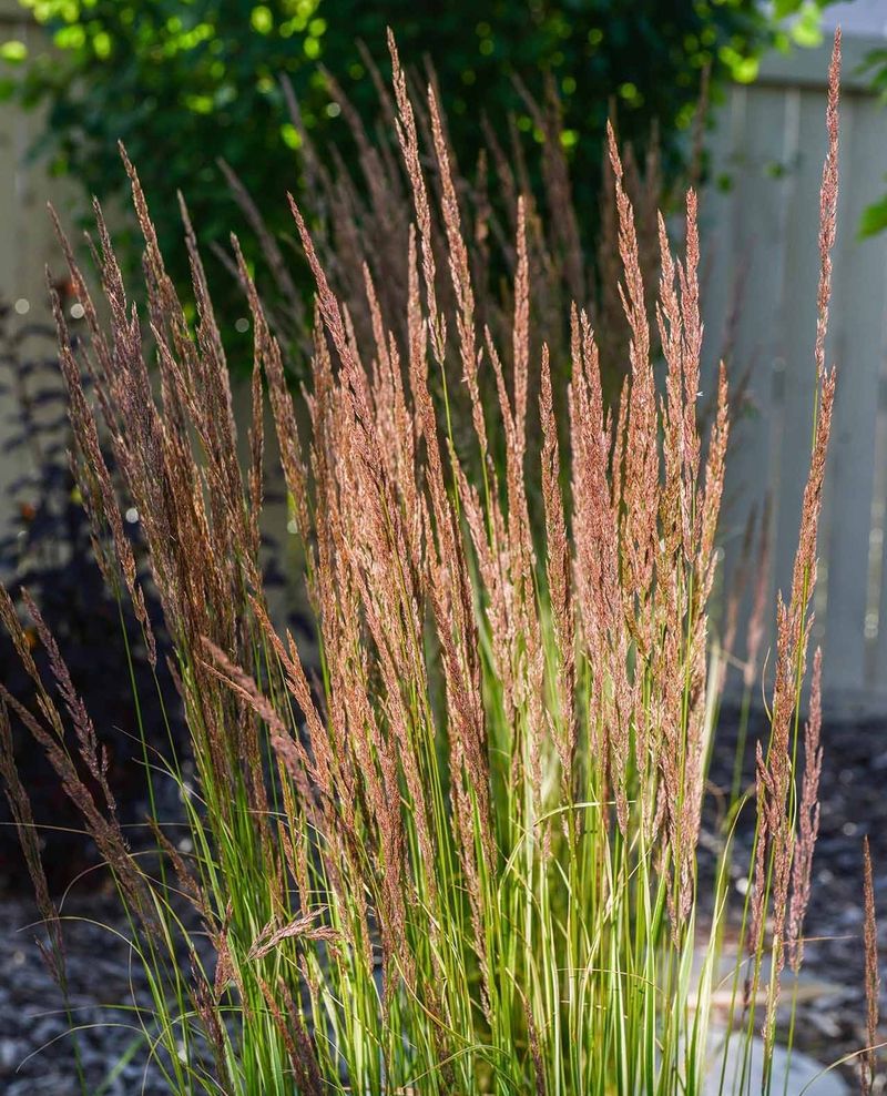 Feather Reed Grass