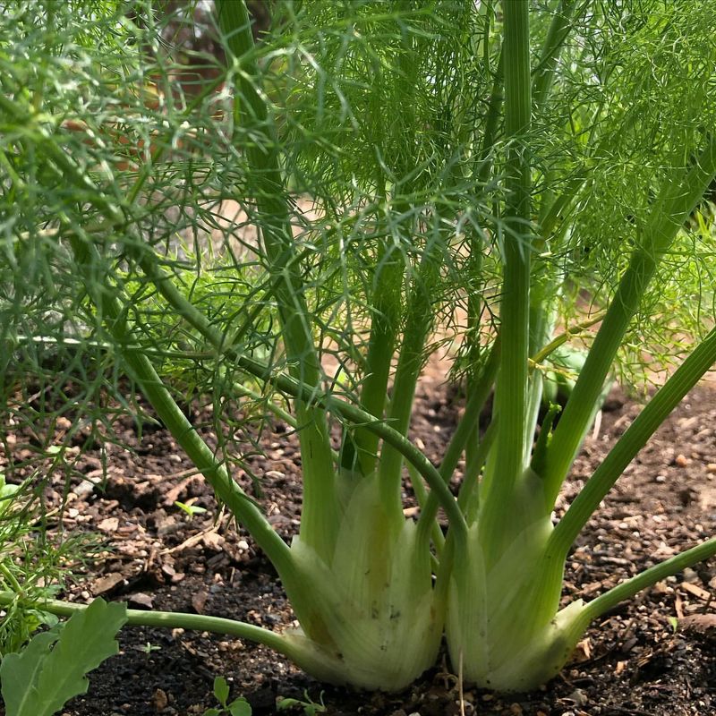 Fennel