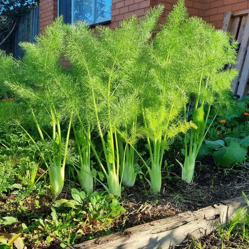 Fennel