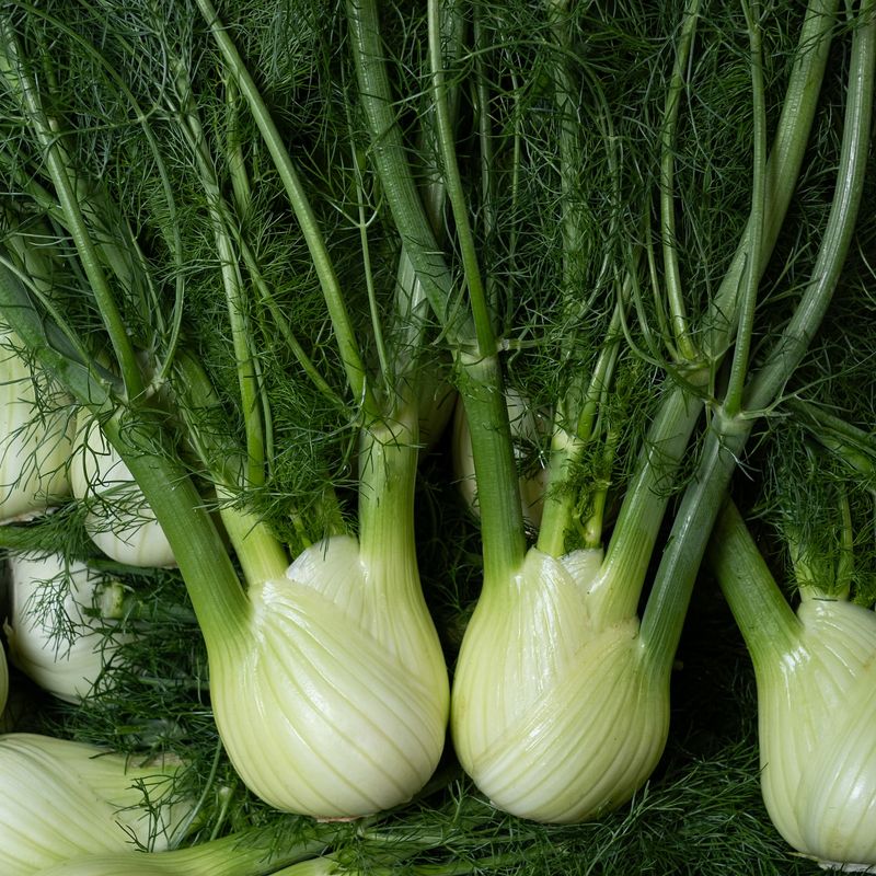 Fennel