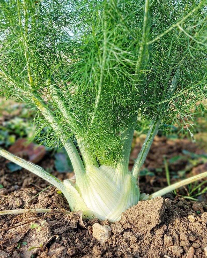 Fennel