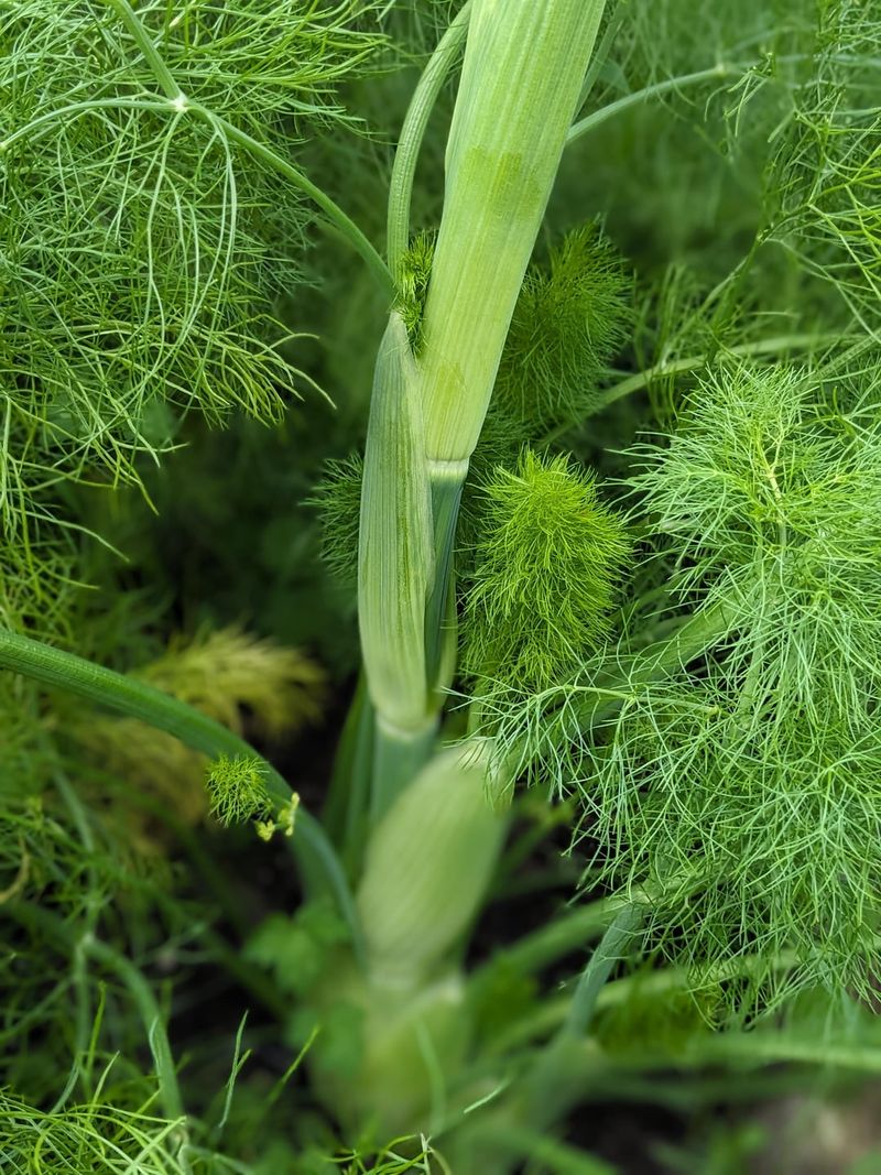 Fennel