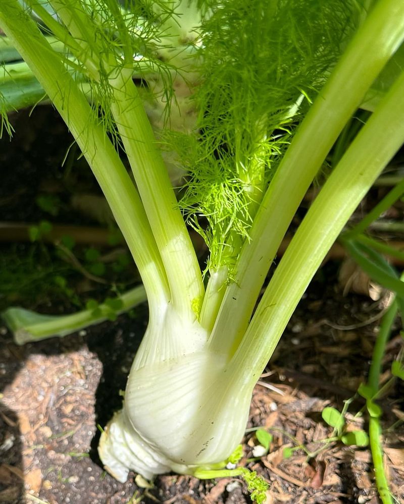 Fennel