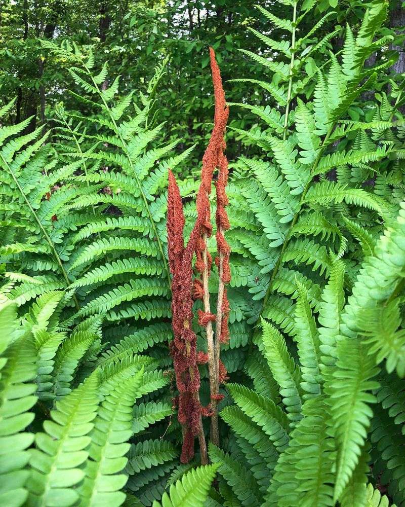 Ferns