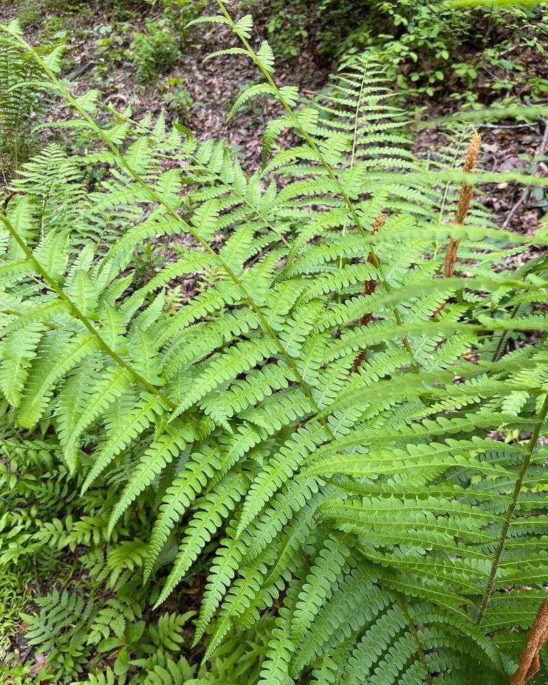 Ferns