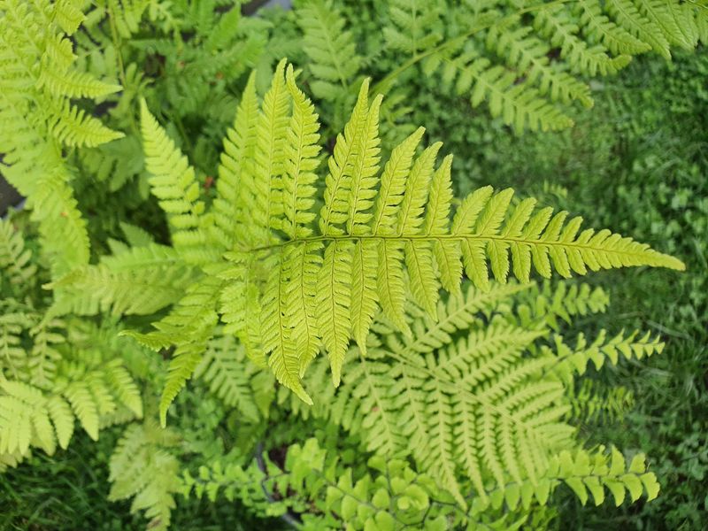 Ferns