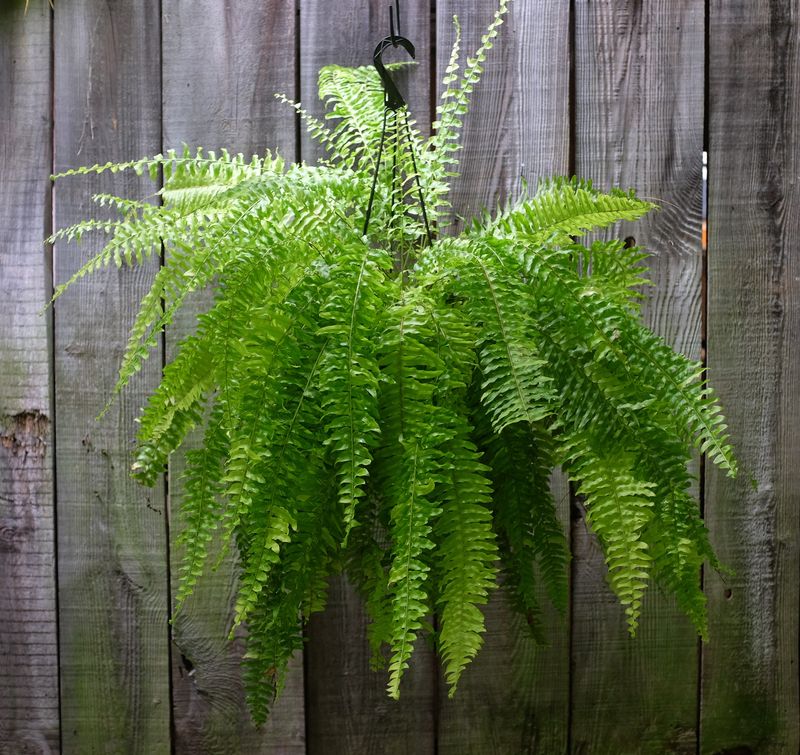 Ferns