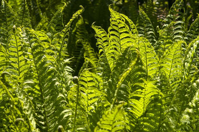 Ferns