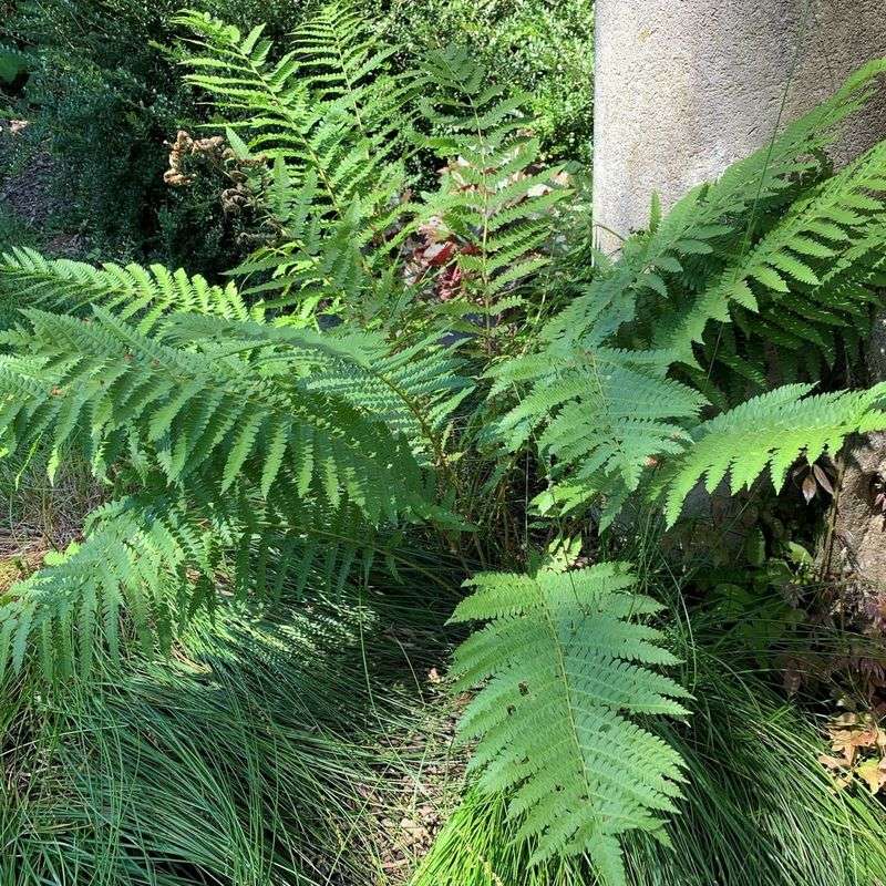 Ferns