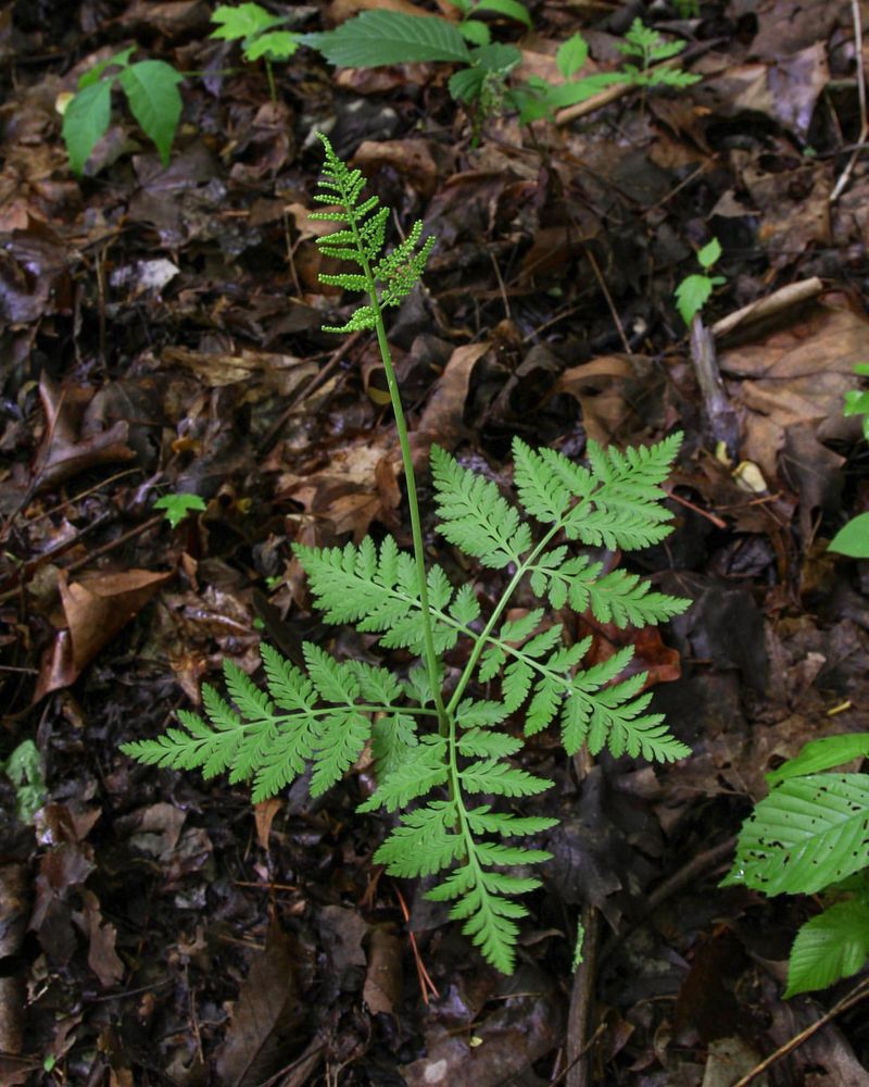 Ferns