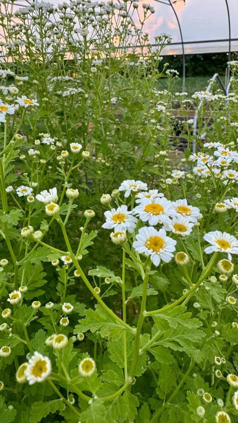 Feverfew