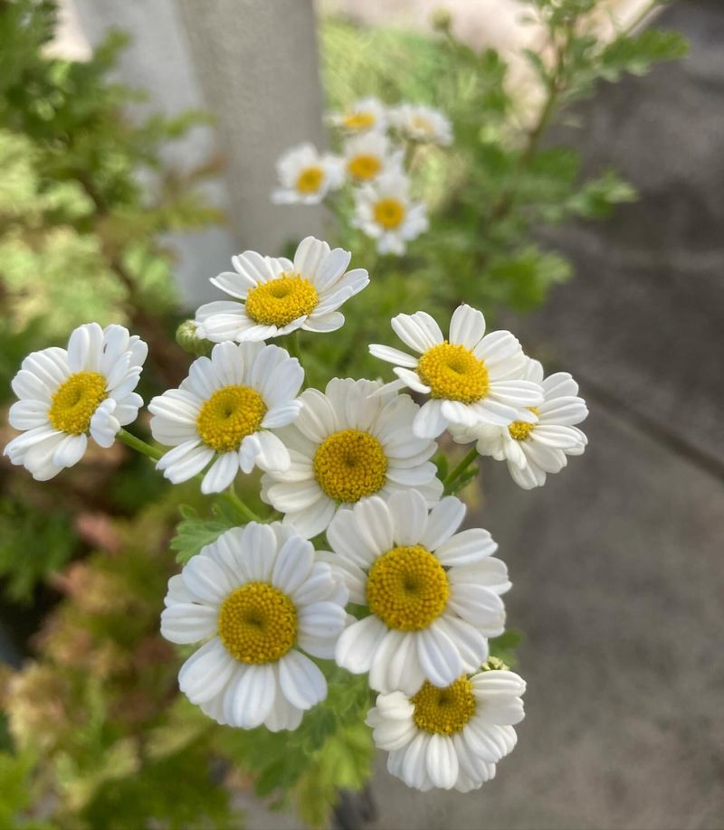 Feverfew