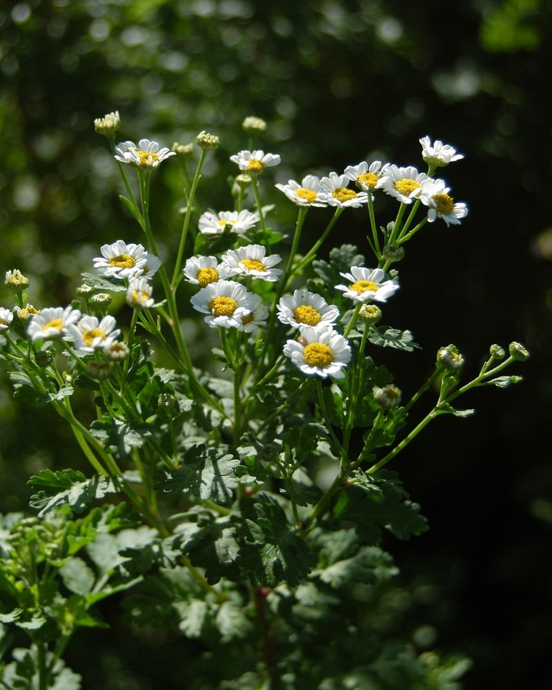 Feverfew