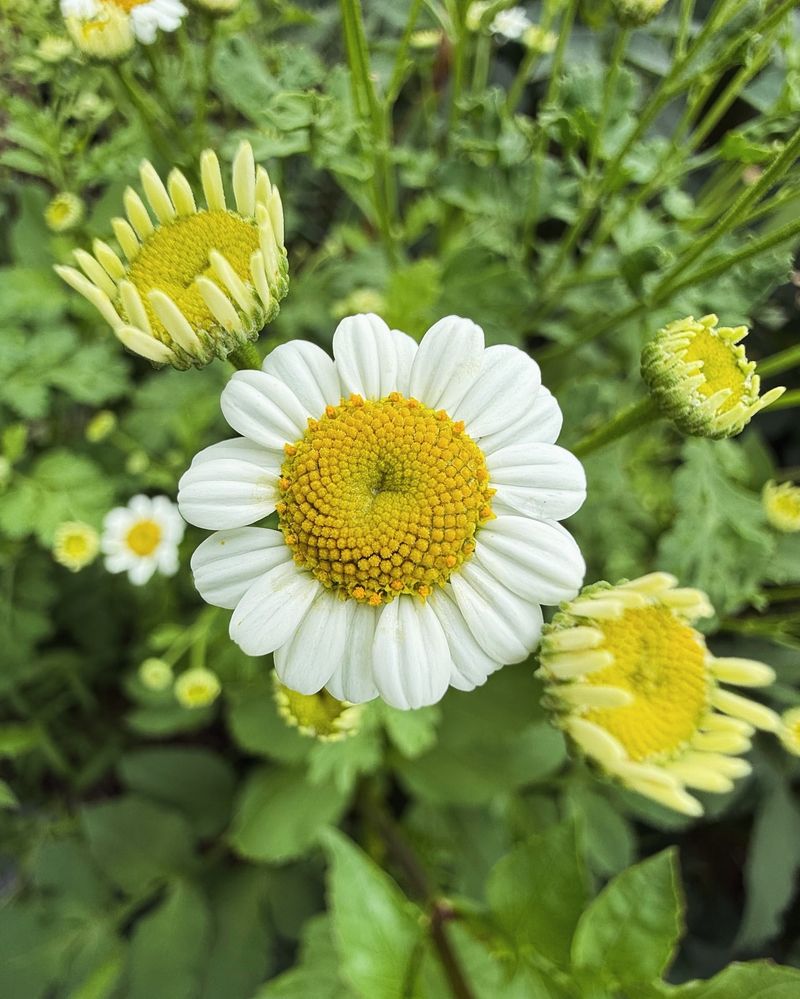 Feverfew