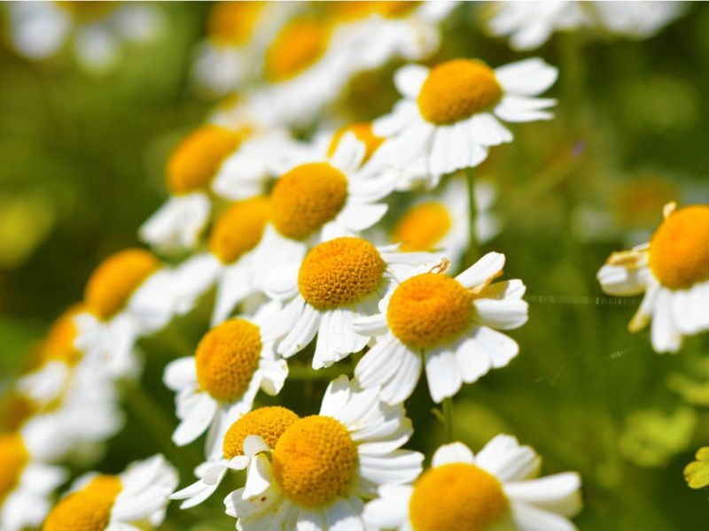 Feverfew