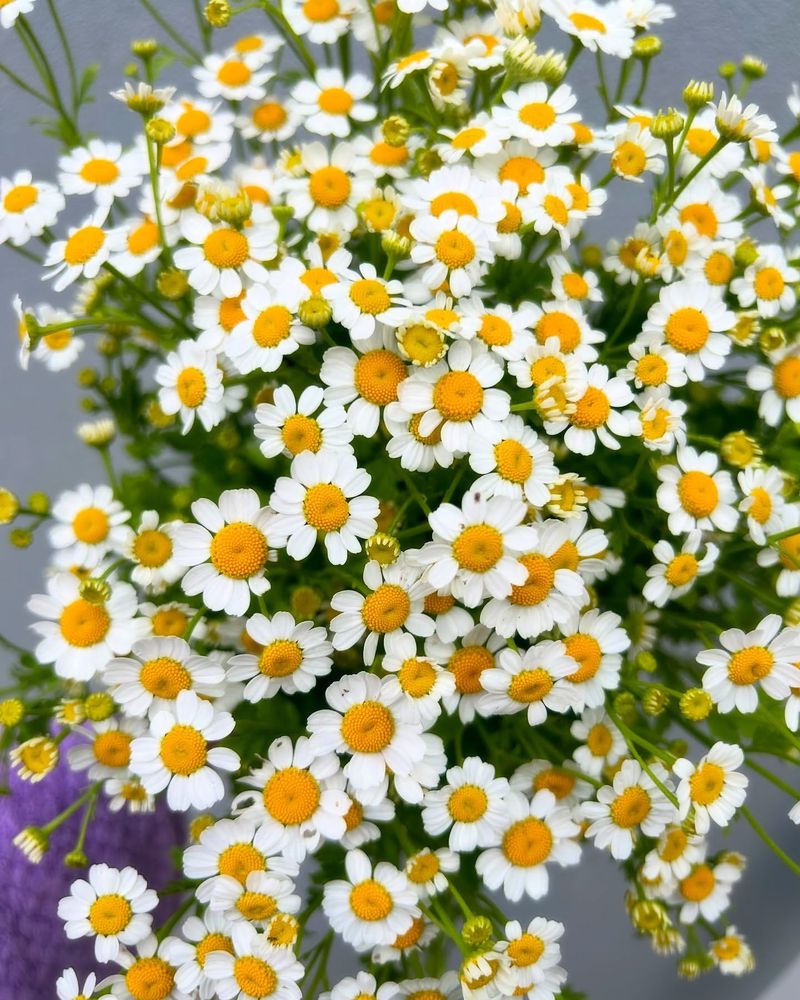 Feverfew Daisy