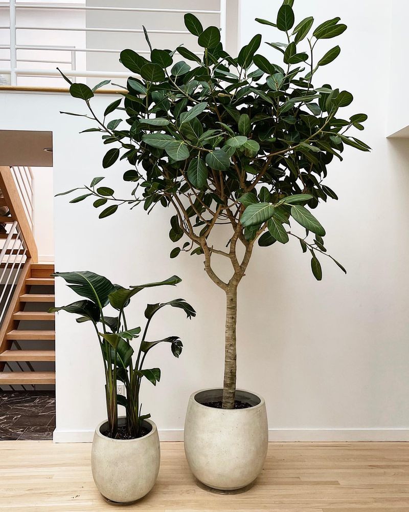 Ficus