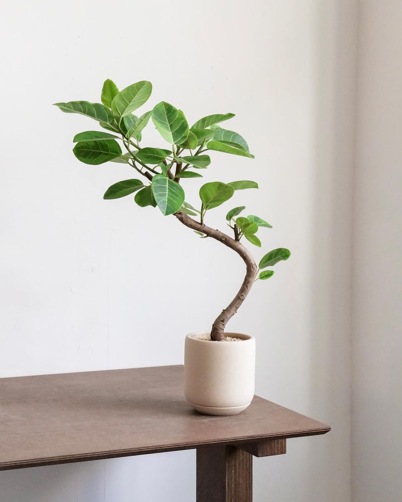 Ficus