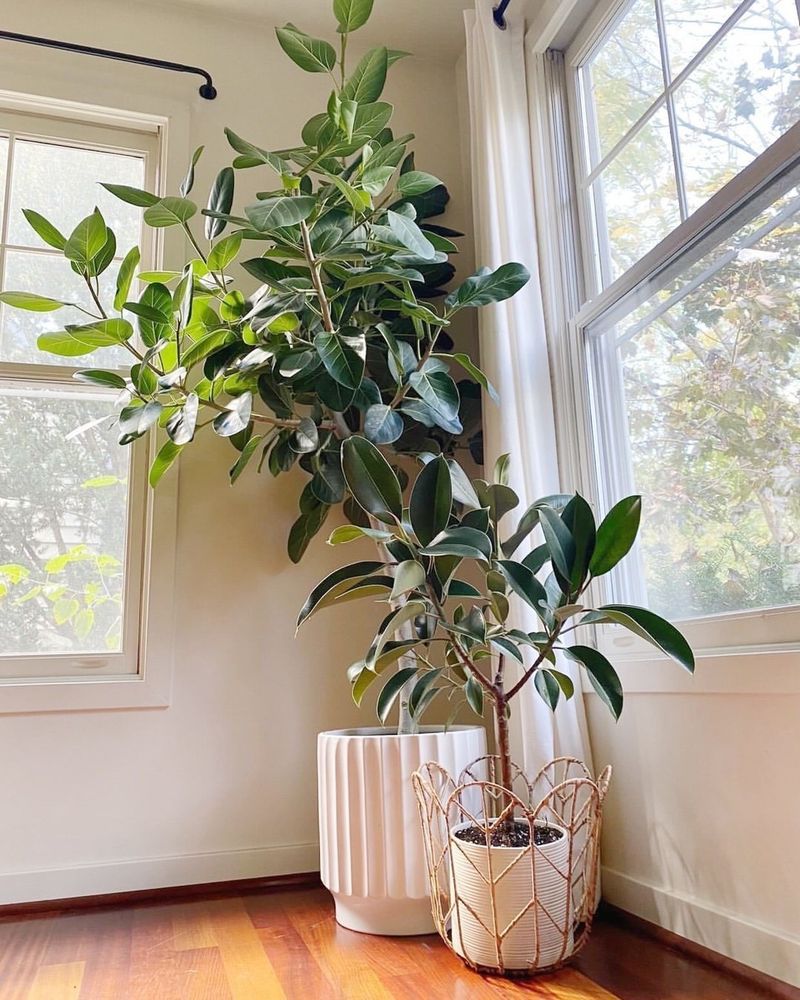 Ficus Audrey