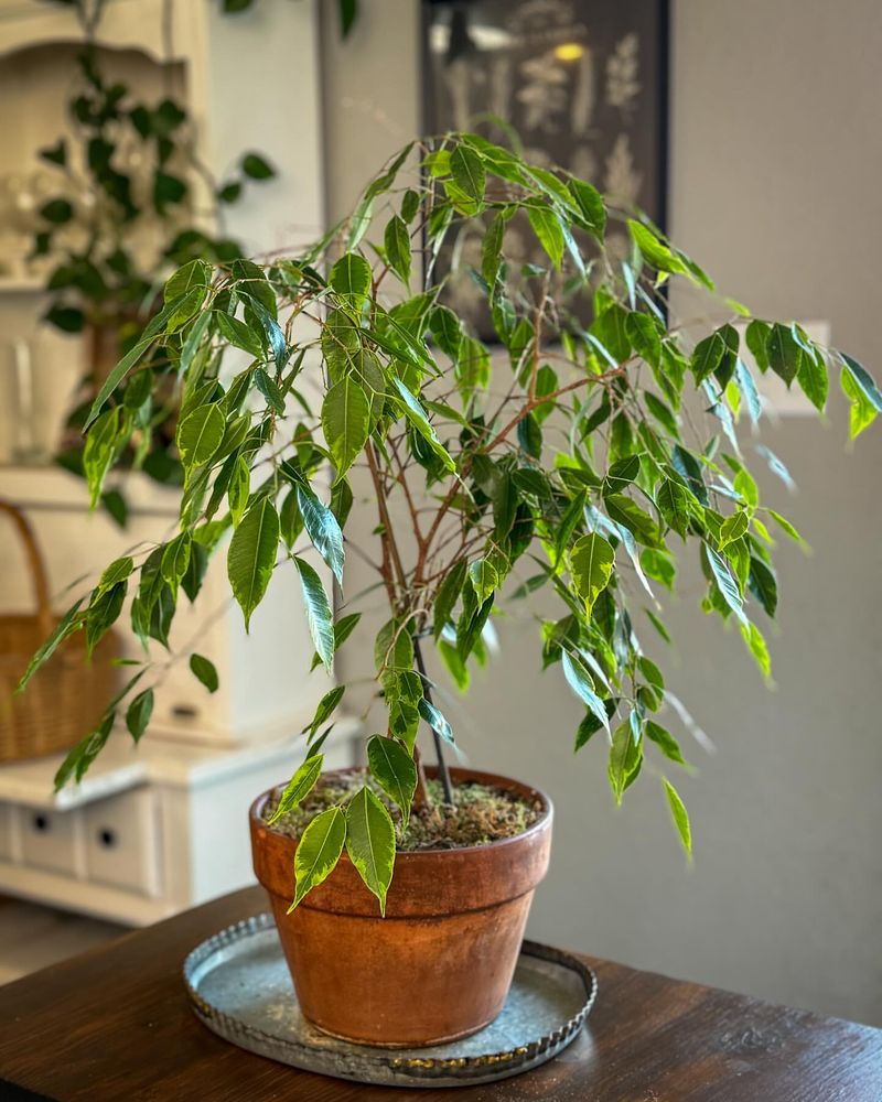 Ficus Benjamina