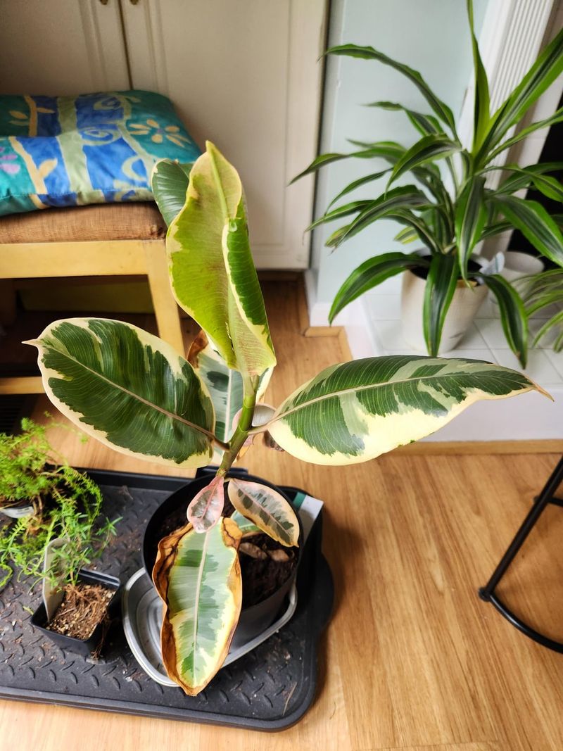 Ficus Elastica Tineke