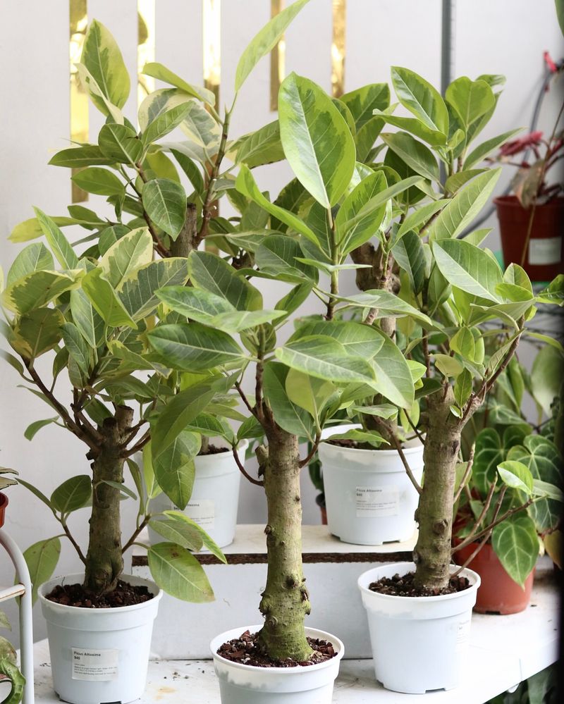 Ficus