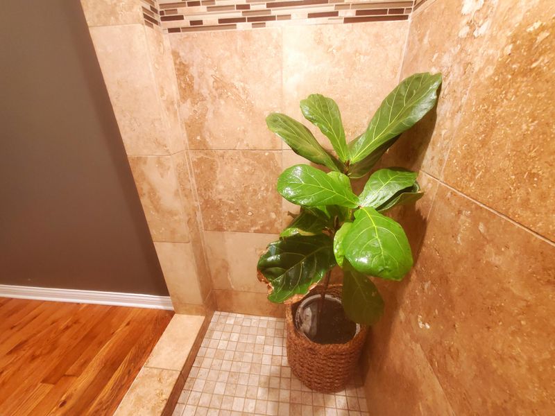 Fiddle Leaf Fig