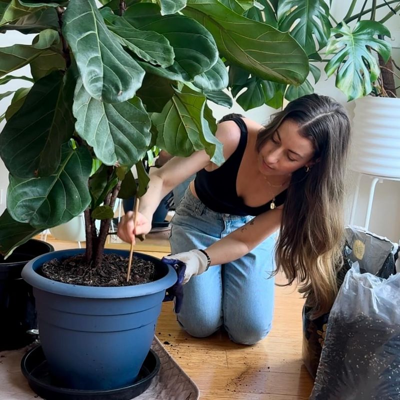 Fiddle Leaf Fig