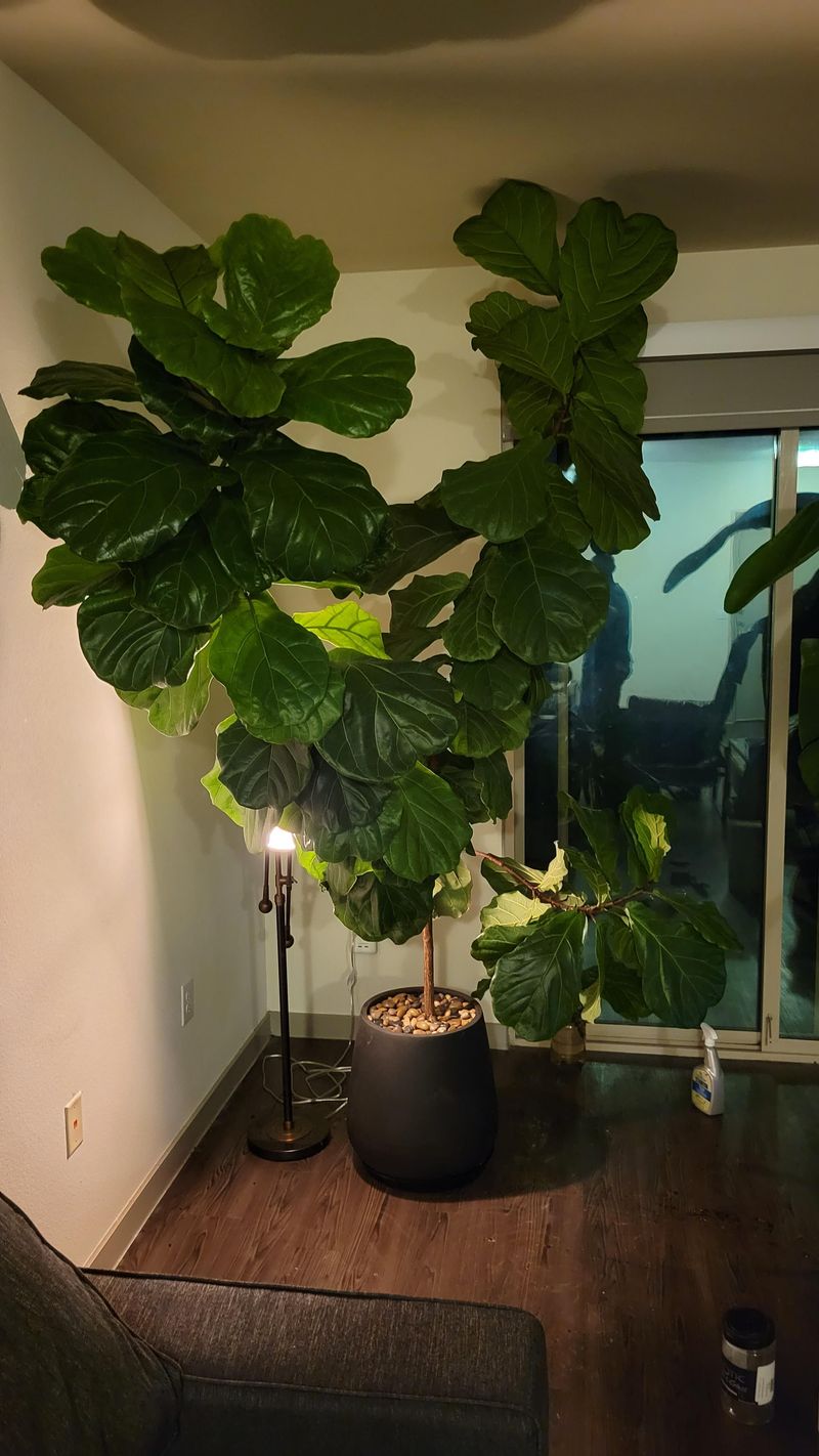 Fiddle Leaf Fig