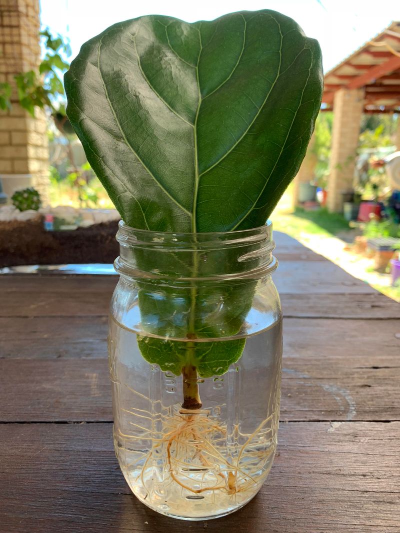 Fiddle Leaf Fig