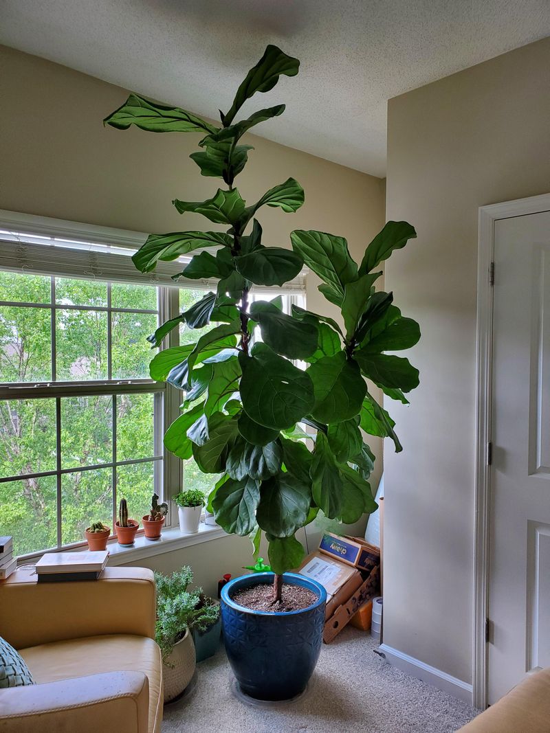 Fiddle Leaf Fig