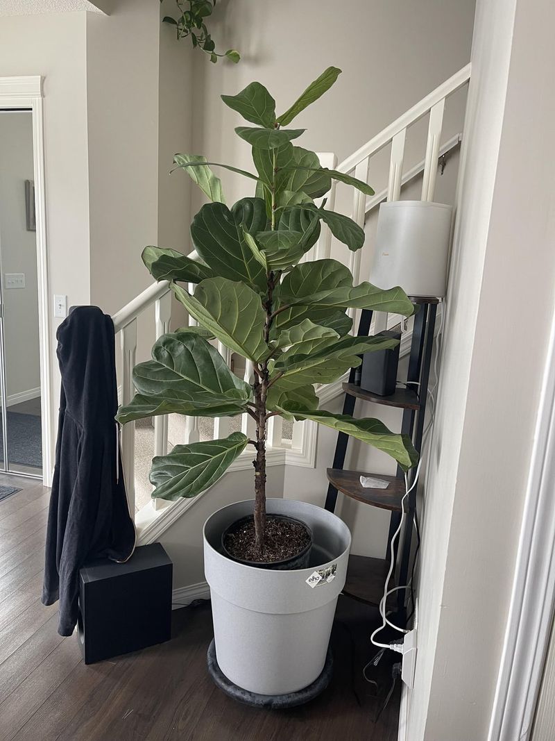 Fiddle Leaf Fig