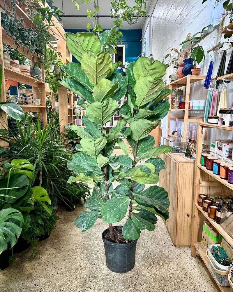 Fiddle Leaf Fig