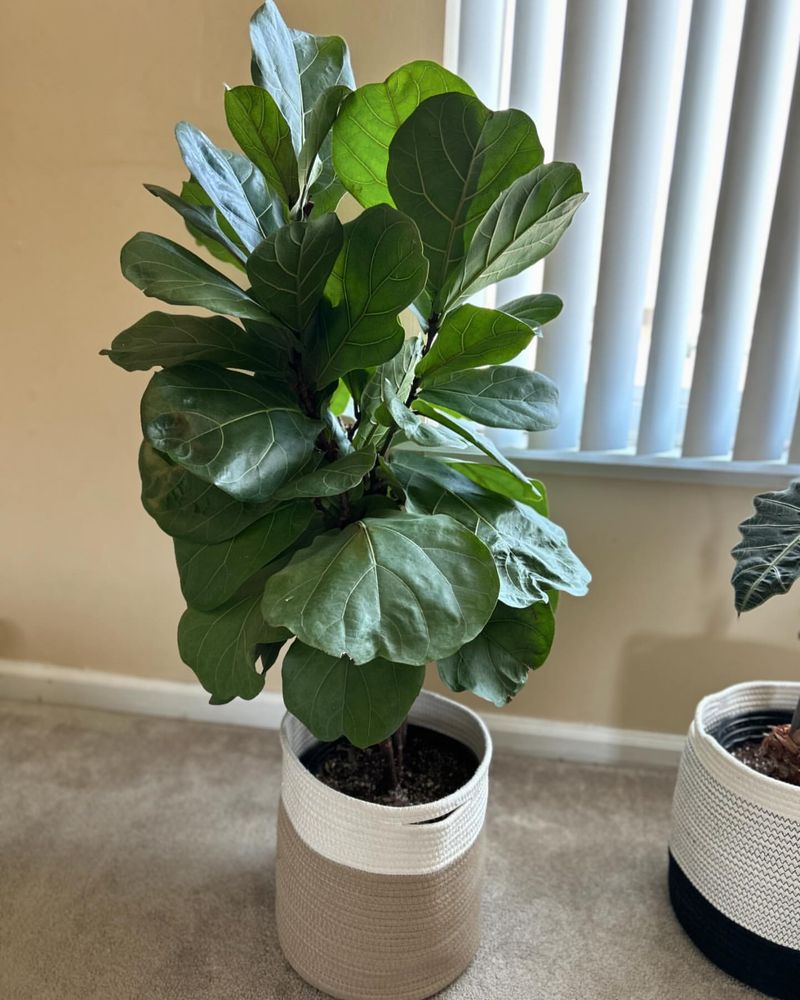 Fiddle Leaf Fig