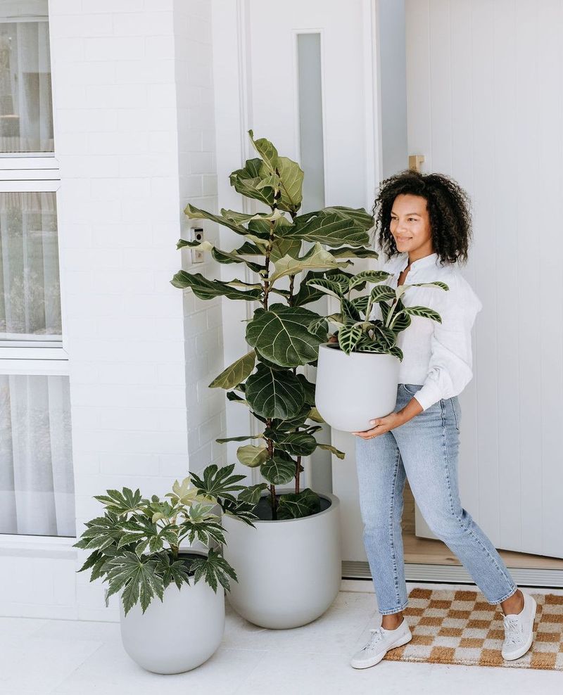 Fiddle Leaf Fig