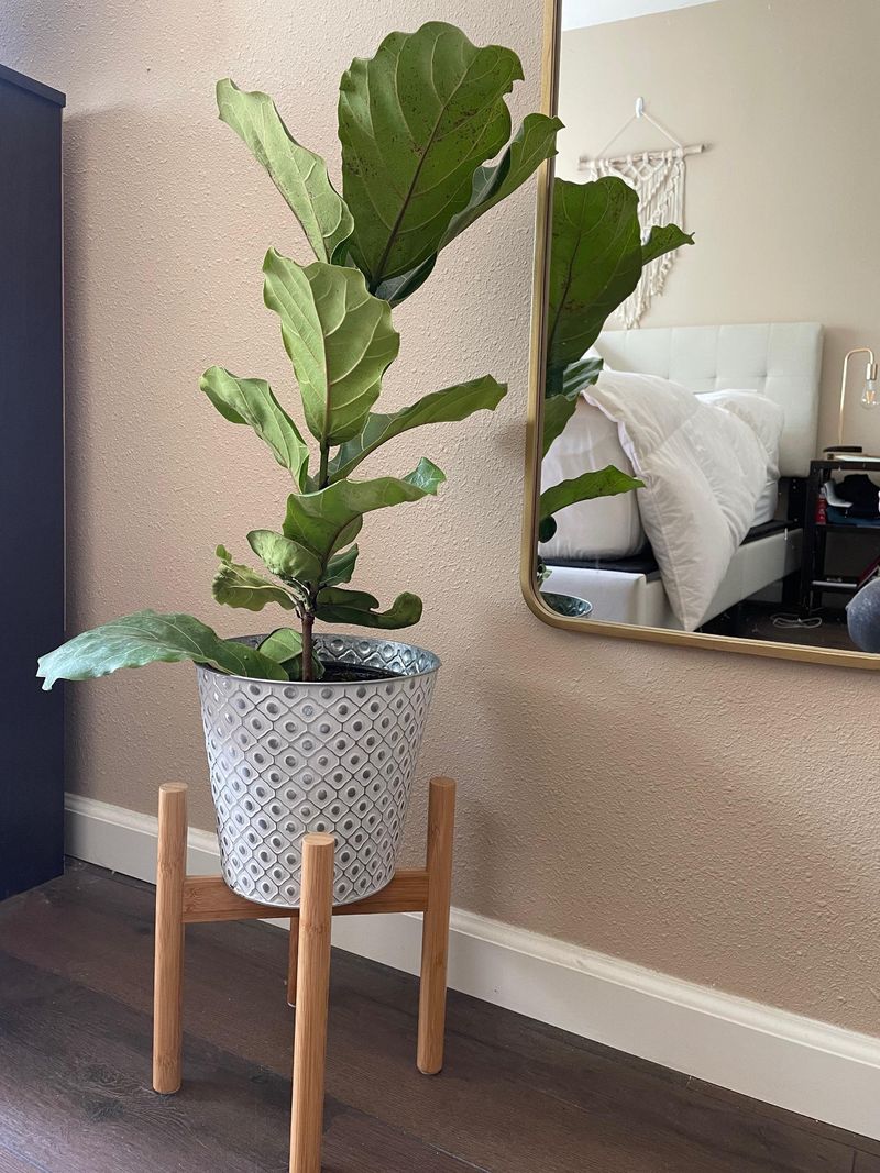 Fiddle Leaf Fig