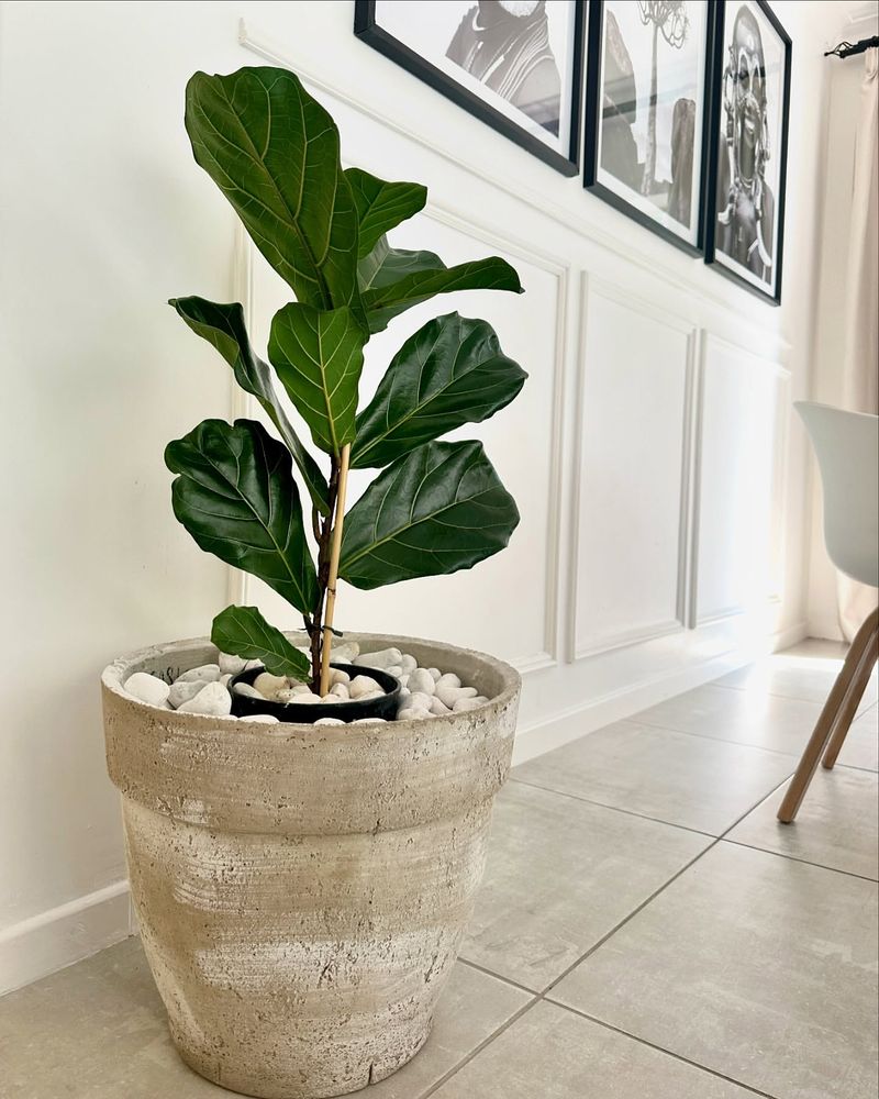 Fiddle Leaf Fig