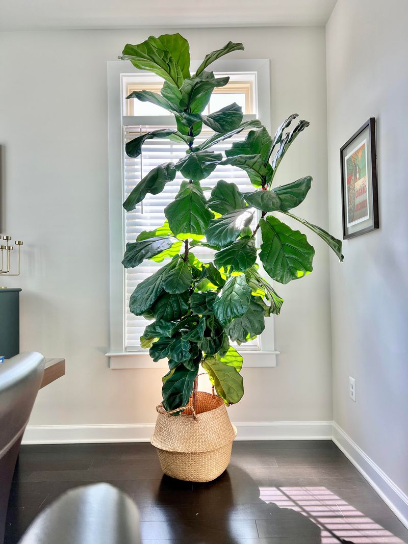 Fiddle Leaf Fig