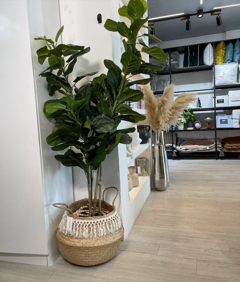 Fiddle Leaf Fig