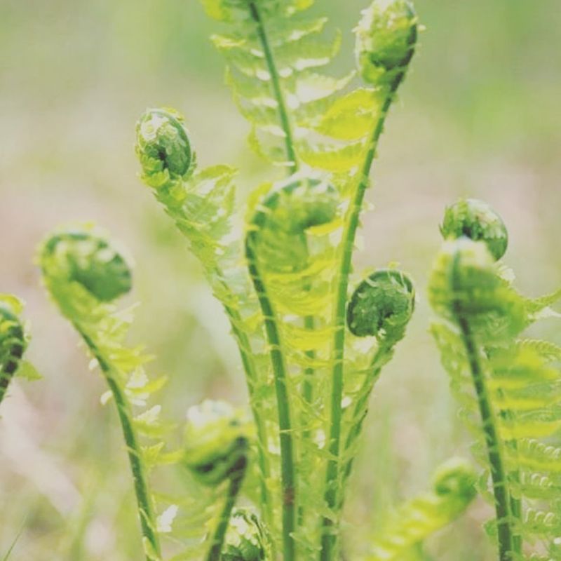 Fiddlehead Fern