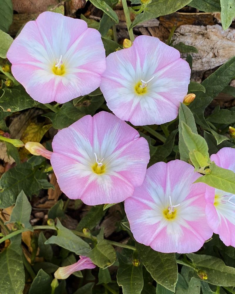 Field Bindweed