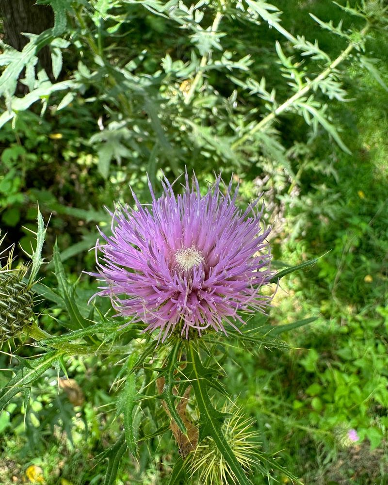 Field Thistle