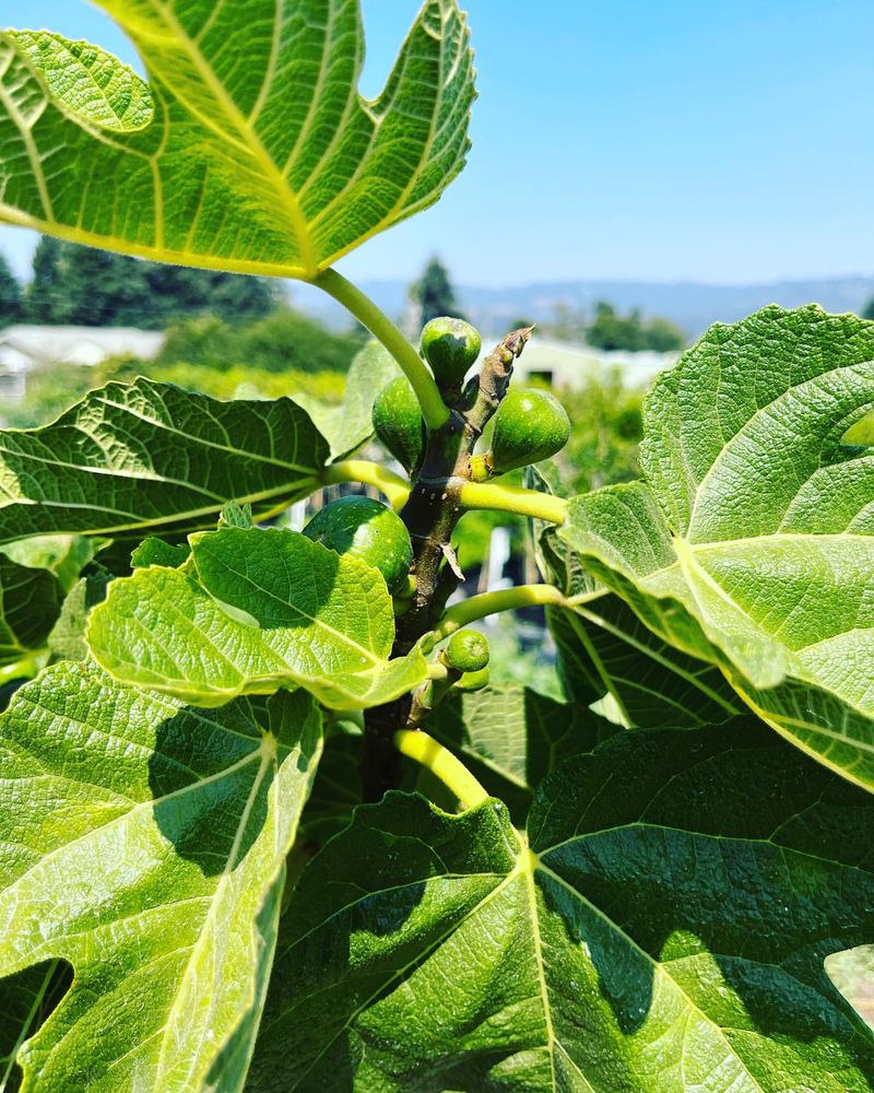 Fig Tree