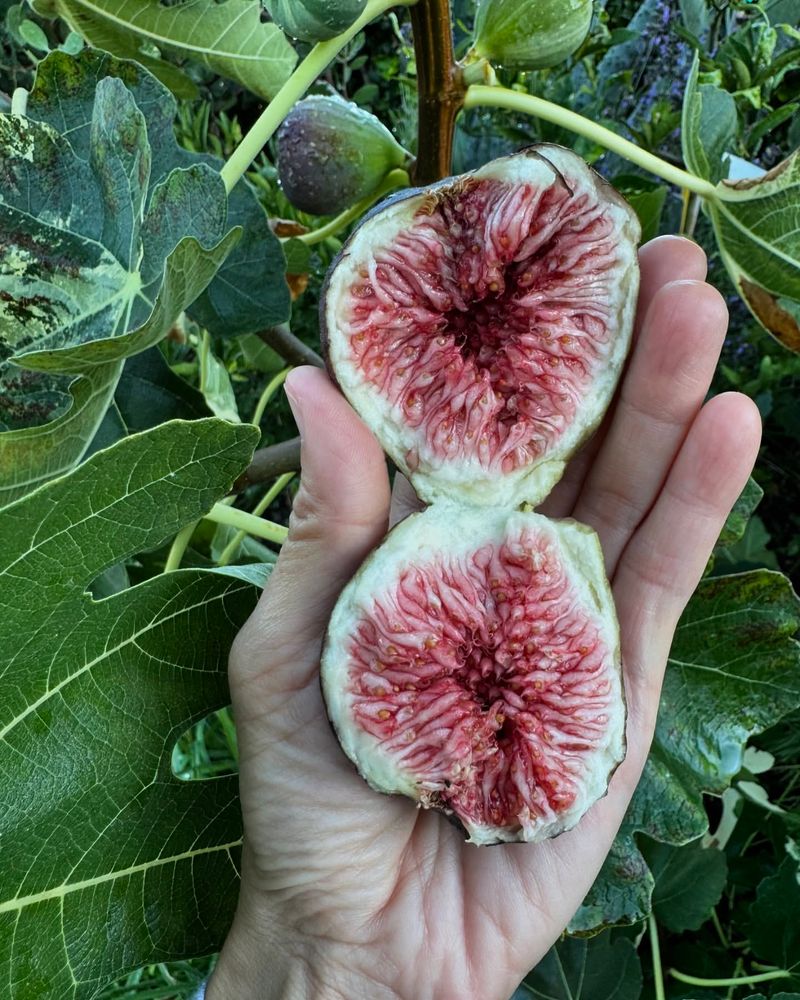 Figs