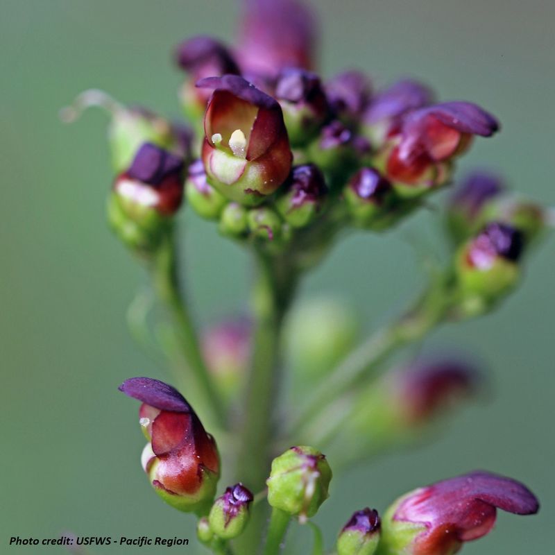 Figwort