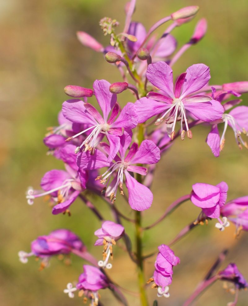 Fireweed