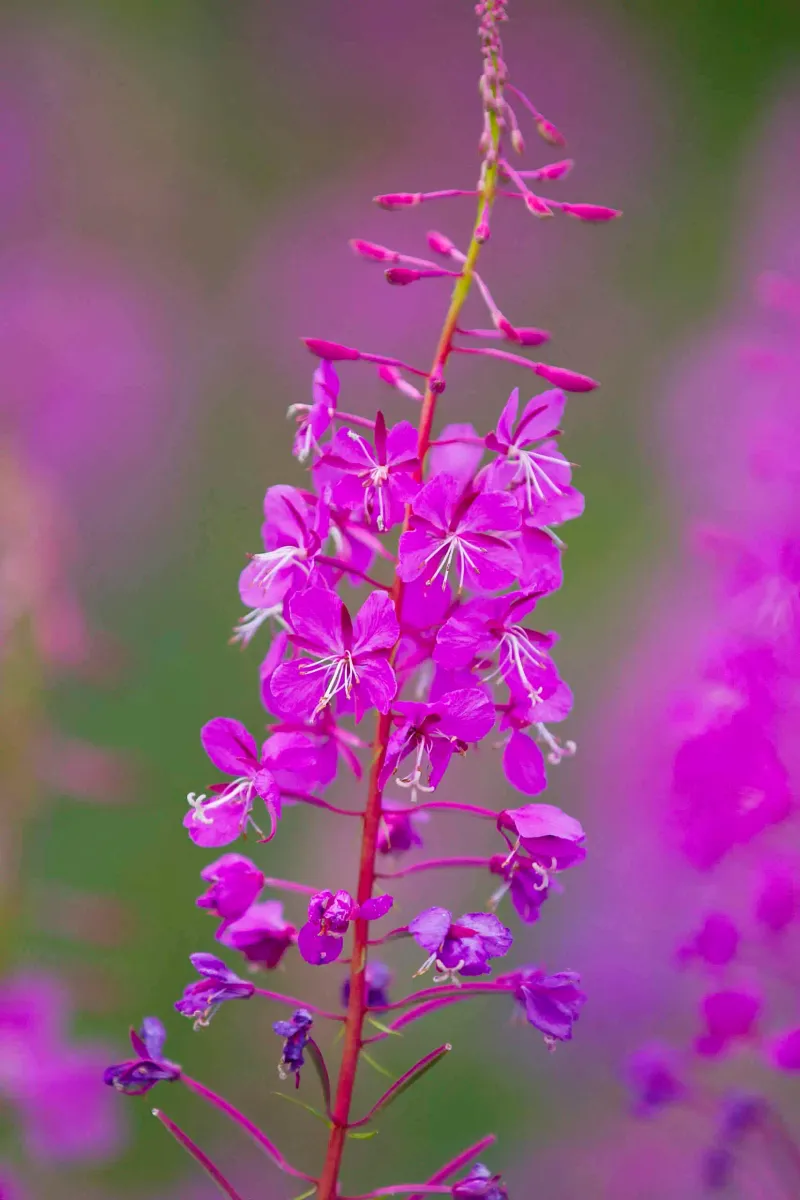 Fireweed