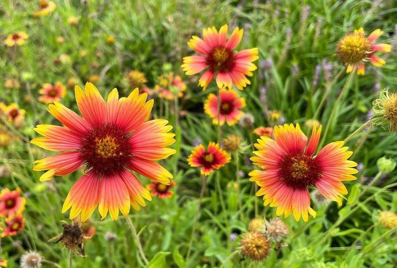 Firewheel Daisy